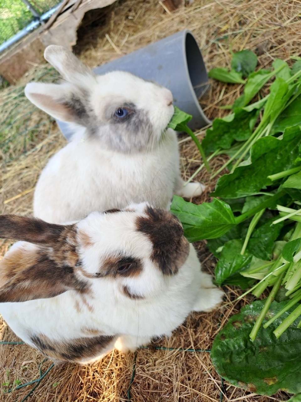 Lapins dans leur enclos